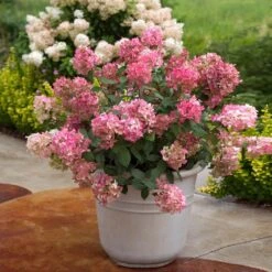 Fire Light® Hydrangea Shrub 6 Fire Light® Hydrangea Shrub -Evergreen Store Hydrangea FIrelight 6