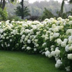 Incrediball® Hydrangea Shrub 6 Incrediball® Hydrangea Shrub -Evergreen Store Incrediball Hydrangea 1 FGT