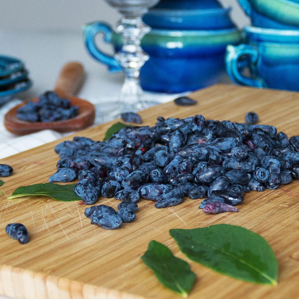 Indigo Treat Haskap (Honeyberry) 3 Indigo Treat Haskap (Honeyberry) - Image 3