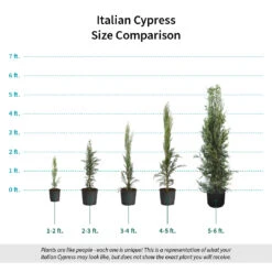Italian Cypress -Evergreen Store Italian Cypress Size Comparison ugc test