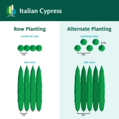 Italian Cypress -Evergreen Store ItalianCypress