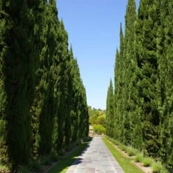 Italian Cypress -Evergreen Store Italian Cypress 1 FGT