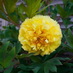 Bartzella Peony -Evergreen Store Itoh Peony Bartzella 4 FGT
