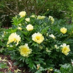 Bartzella Peony -Evergreen Store Itoh Peony Bartzella 5