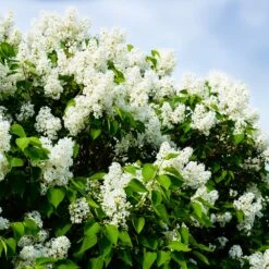 Ivory Silk Japanese Lilac Tree -Evergreen Store Ivory Silk Lilac 1