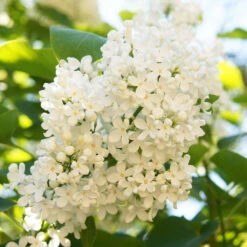 Ivory Silk Japanese Lilac Tree -Evergreen Store Ivory Silk Lilac 4