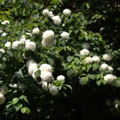 Japanese Snowball Bush 9 Japanese Snowball Bush -Evergreen Store Japanese VIburnum 2 FGT