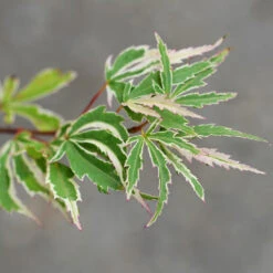Butterfly Japanese Maple Tree -Evergreen Store Japanese Maple BUtterfly 2