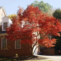Red Japanese Maple Tree -Evergreen Store Japanese Maple Red 2