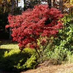 Red Japanese Maple Tree -Evergreen Store Japanese Maple Red 3