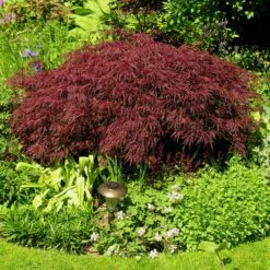Red Dragon Japanese Maple Tree 7 Red Dragon Japanese Maple Tree -Evergreen Store Japanese Maple Red Dragon 3 FGT