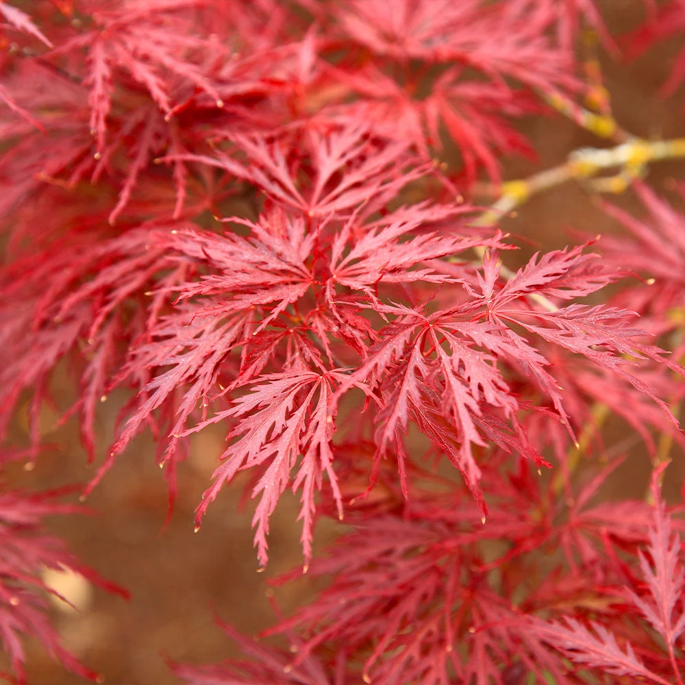 Red Dragon Japanese Maple Tree 4 Red Dragon Japanese Maple Tree - Image 4