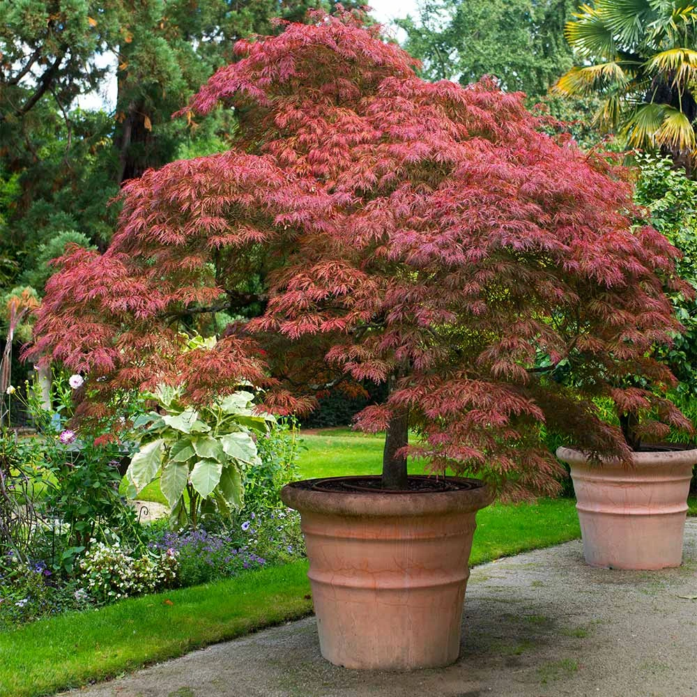 Red Dragon Japanese Maple Tree 2 Red Dragon Japanese Maple Tree - Image 2