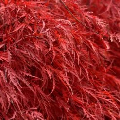 Tamukeyama Japanese Maple Tree -Evergreen Store Japanese Maple Tamukayama 5