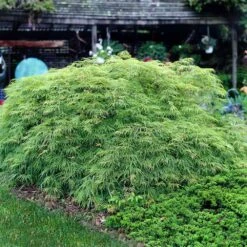 Weeping Japanese Maple 'Viridis' Tree -Evergreen Store Japanese Maple Virdis 3 FGT