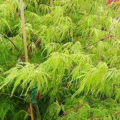 Weeping Japanese Maple 'Viridis' Tree -Evergreen Store Japanese Maple Viridis 2
