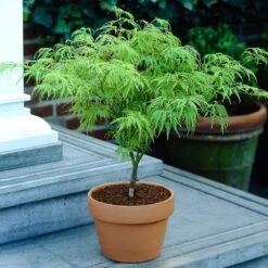 Weeping Japanese Maple 'Viridis' Tree -Evergreen Store Japanese Maple Viridis 4