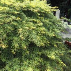 Waterfall Japanese Maple 7 Waterfall Japanese Maple -Evergreen Store Japanese Maple Waterfalls 1