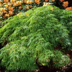 Waterfall Japanese Maple 8 Waterfall Japanese Maple -Evergreen Store Japanese Maple Waterfalls 2