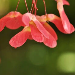 Red Select Japanese Maple Tree 11 Red Select Japanese Maple Tree -Evergreen Store Japanese Red Select 4