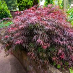 Red Select Japanese Maple Tree 8 Red Select Japanese Maple Tree -Evergreen Store Japanese Red Select 5