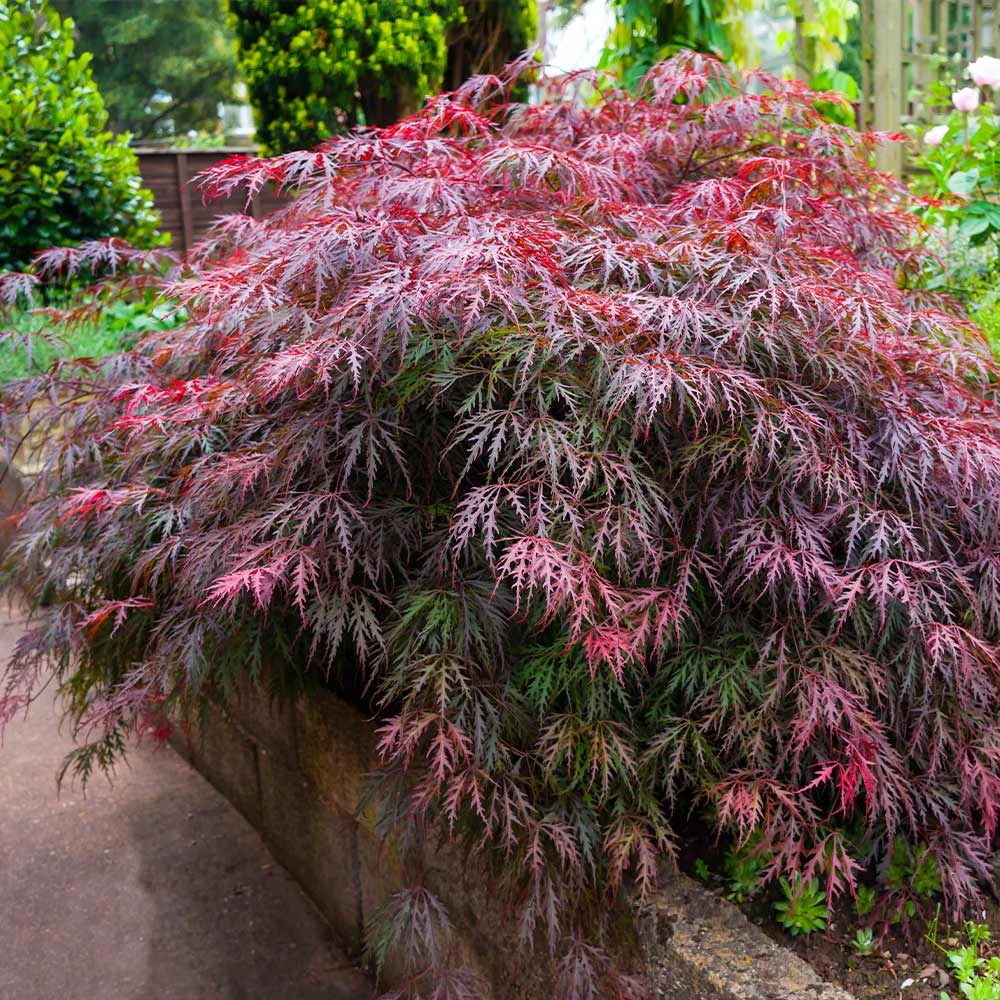 Red Select Japanese Maple Tree 3 Red Select Japanese Maple Tree - Image 3