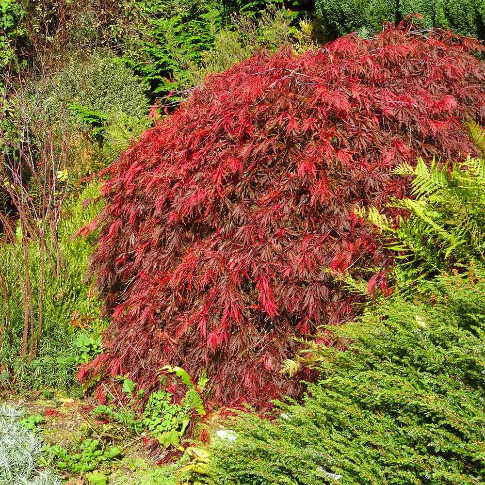 Red Select Japanese Maple Tree 2 Red Select Japanese Maple Tree - Image 2