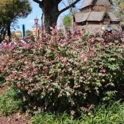 Jazz Hands® Variegated Loropetalum -Evergreen Store Jazz Hands loropetalum 1 FGT