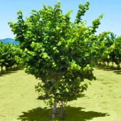 Jefferson Filbert Hazelnut Tree -Evergreen Store Jefferson Filbert Hazelnut 2