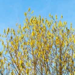 Jefferson Filbert Hazelnut Tree -Evergreen Store Jefferson Filbert Hazelnut 4