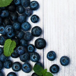 Jewel Blueberry Bush -Evergreen Store Jewel Blueberry 2