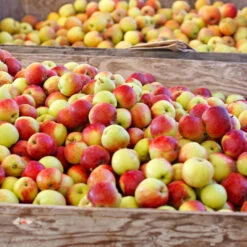 Jonagold Apple Tree -Evergreen Store Jonagold Apple 6