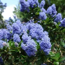 Creeping Mountain Lilac -Evergreen Store Joyce Coulter California Lilac 2