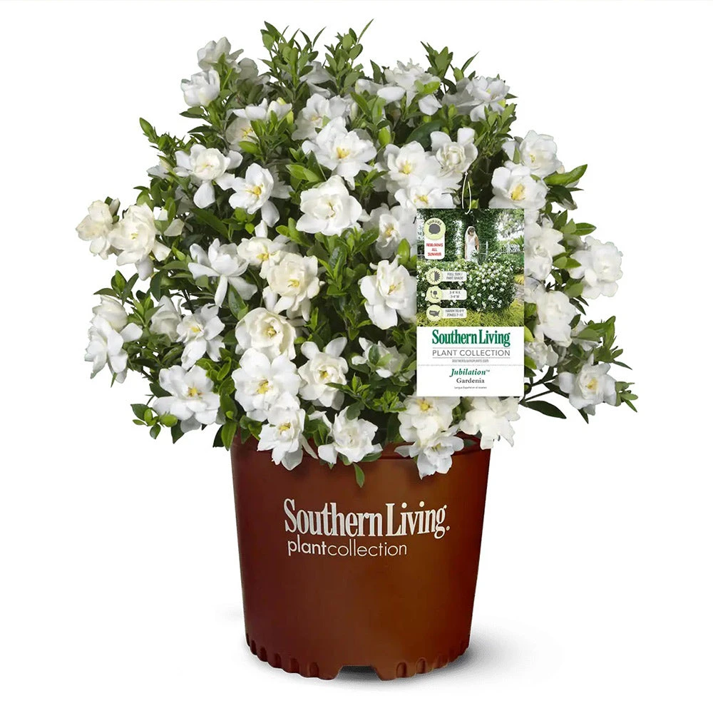 Jubilation™ Gardenia Shrub 3 Jubilation™ Gardenia Shrub - Image 3