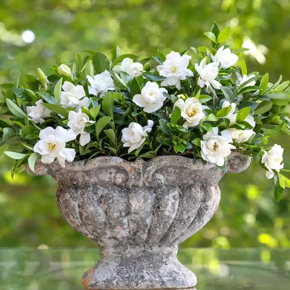 Jubilation™ Gardenia Shrub 2 Jubilation™ Gardenia Shrub - Image 2