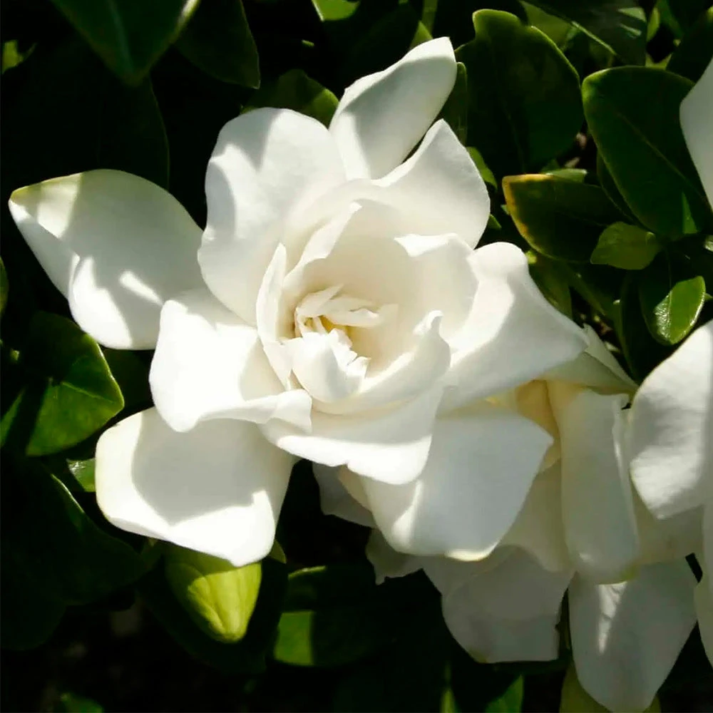 Jubilation™ Gardenia Shrub 4 Jubilation™ Gardenia Shrub - Image 4