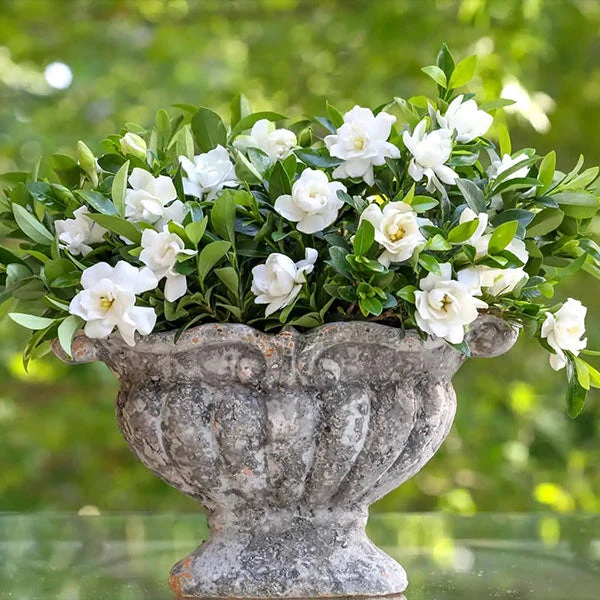 Jubilation™ Gardenia Shrub 1 Jubilation™ Gardenia Shrub
