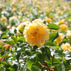 Julia Child Rose -Evergreen Store Julia Child Rose 4