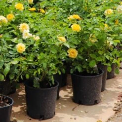 Julia Child Rose -Evergreen Store Julia Child Rose 7