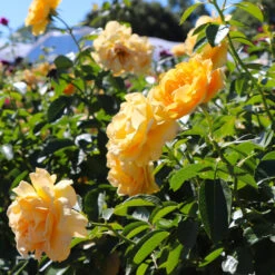 Julia Child Rose Tree -Evergreen Store Julia Child Rose Tree 8