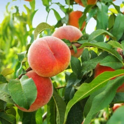 June Gold Peach Tree -Evergreen Store June Gold peaches 1