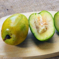 June Plum Tree 6 June Plum Tree -Evergreen Store June Plum 5