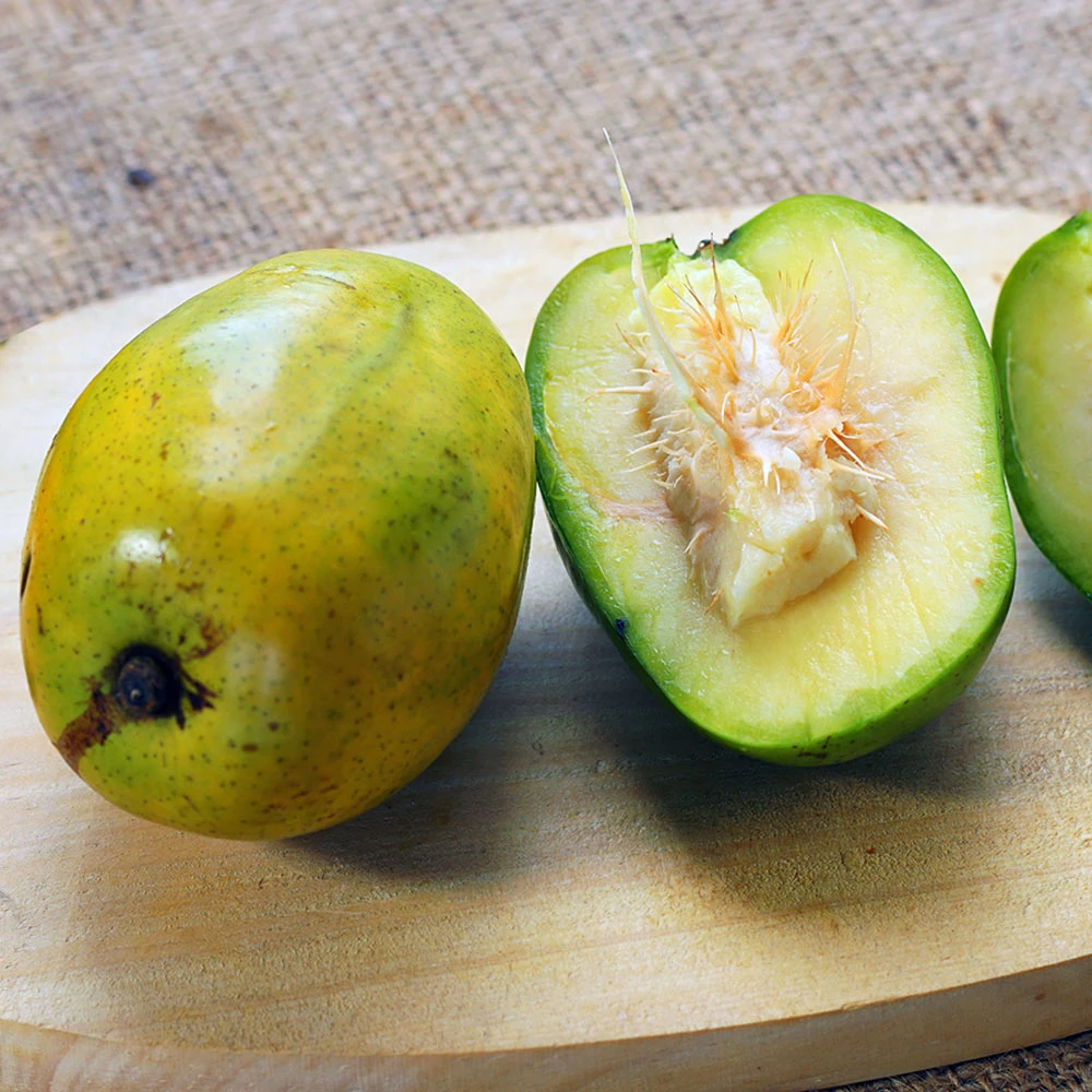 June Plum Tree 3 June Plum Tree - Image 3