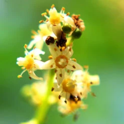 June Plum Tree 7 June Plum Tree -Evergreen Store June Plum 6