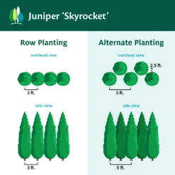 Skyrocket Junipers -Evergreen Store Juniper Skyrocket