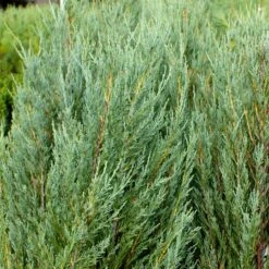 Skyrocket Junipers -Evergreen Store Juniper Skyrocket 4 FGT