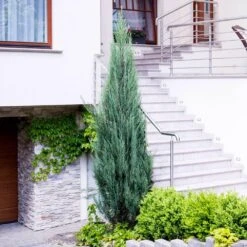 Skyrocket Junipers -Evergreen Store Juniper Skyrocket 6 FGT