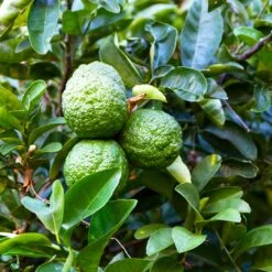 Kaffer 'Kieffer' Lime Tree -Evergreen Store Kaffir Lime 6