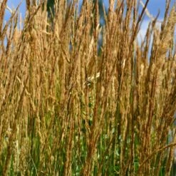 Karl Foerster Grass -Evergreen Store Karl Foerster Grass 2