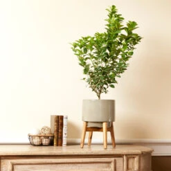 Meyer Lemon + Key Lime Bush Pack -Evergreen Store Key Lime Bush 4 e63a67f8 53df 467e af90 ae9e06436ddf